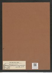 Coscinodiscus oamaruensis Gr. et St. (de-Toni-Nr.: Genus 202, Species 5063) Zeichnungen Sammlung Grunow Mappe 04859 (Herbarium_W_Grunow_drawings_Folder_04859)